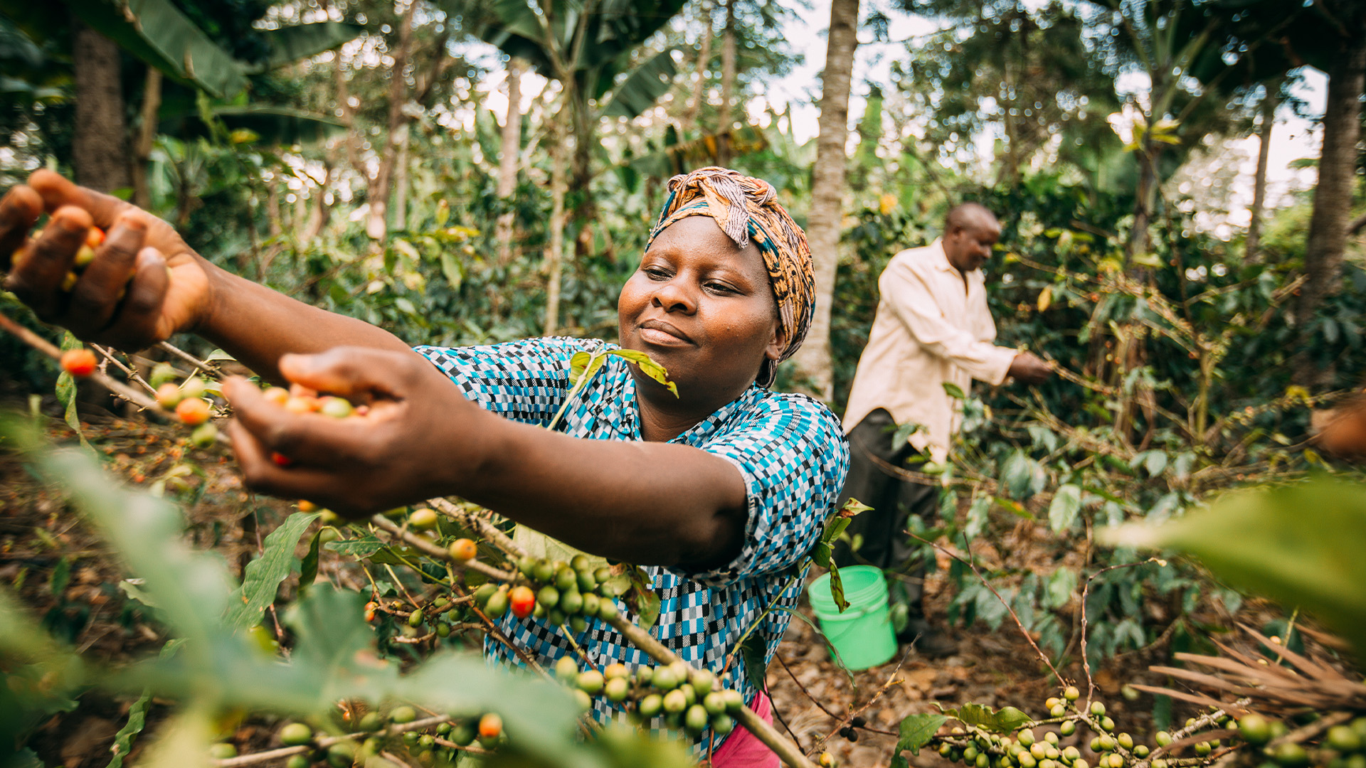 coffee field